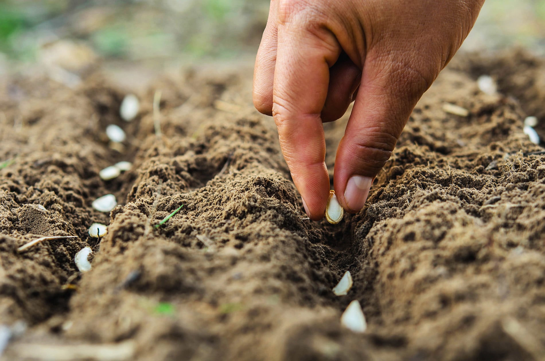 Main plantant des graines dans la terre - page d