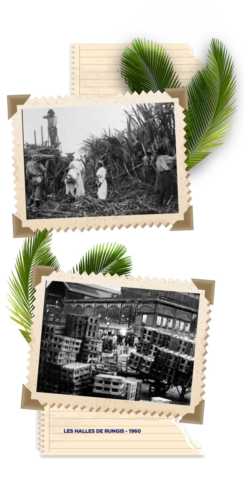 image champs de cannes et les halles de rungis en 1960