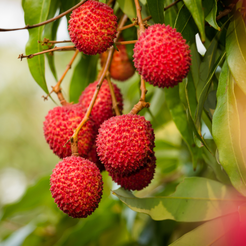 LETCHI DE LA REUNION SUR ARBRE