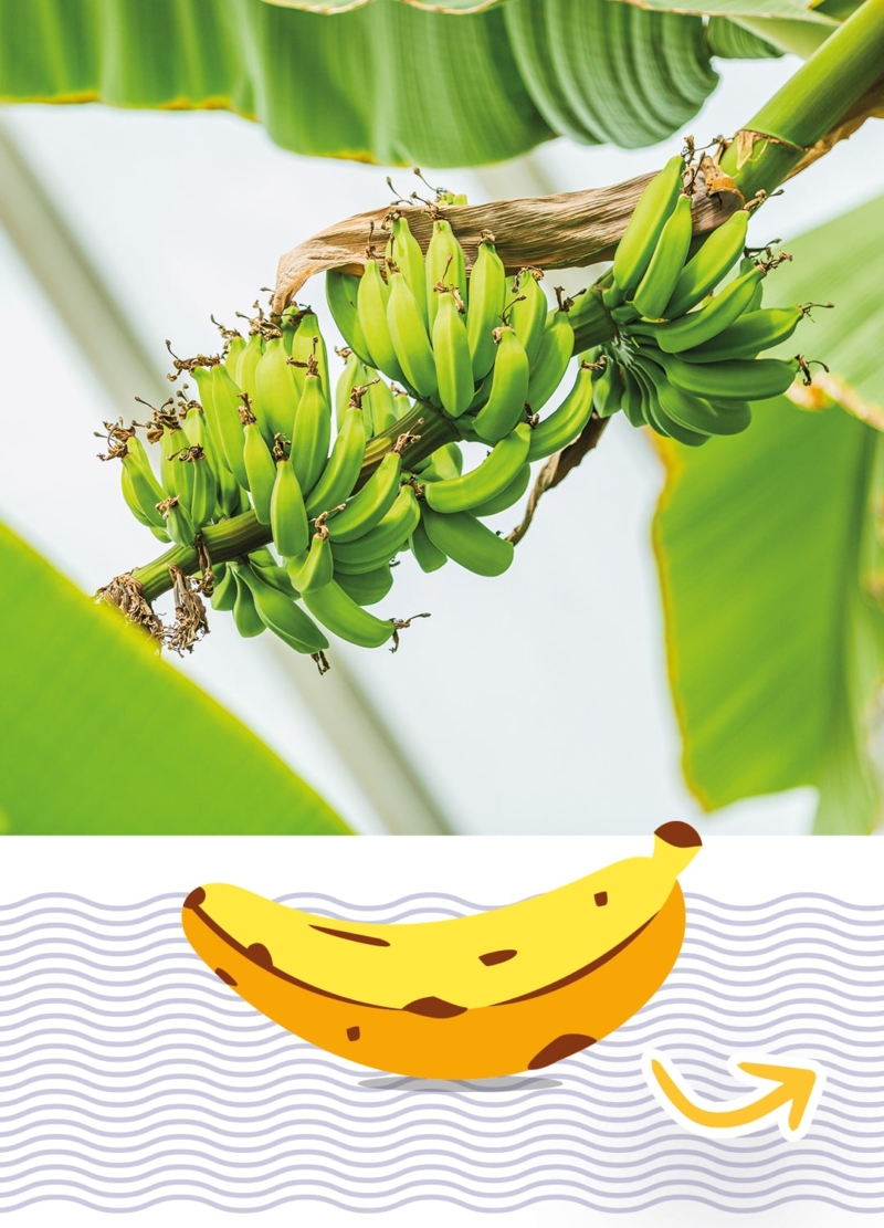 banane plantain astuce du chef