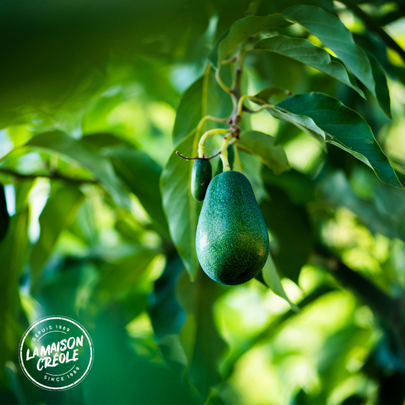 Avocat tropical qui pousse sur un arbre