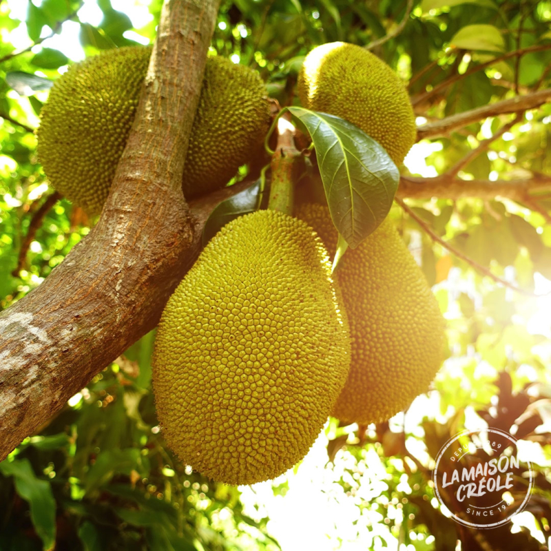 Fruits Jacques qui poussent sur le Jacquier